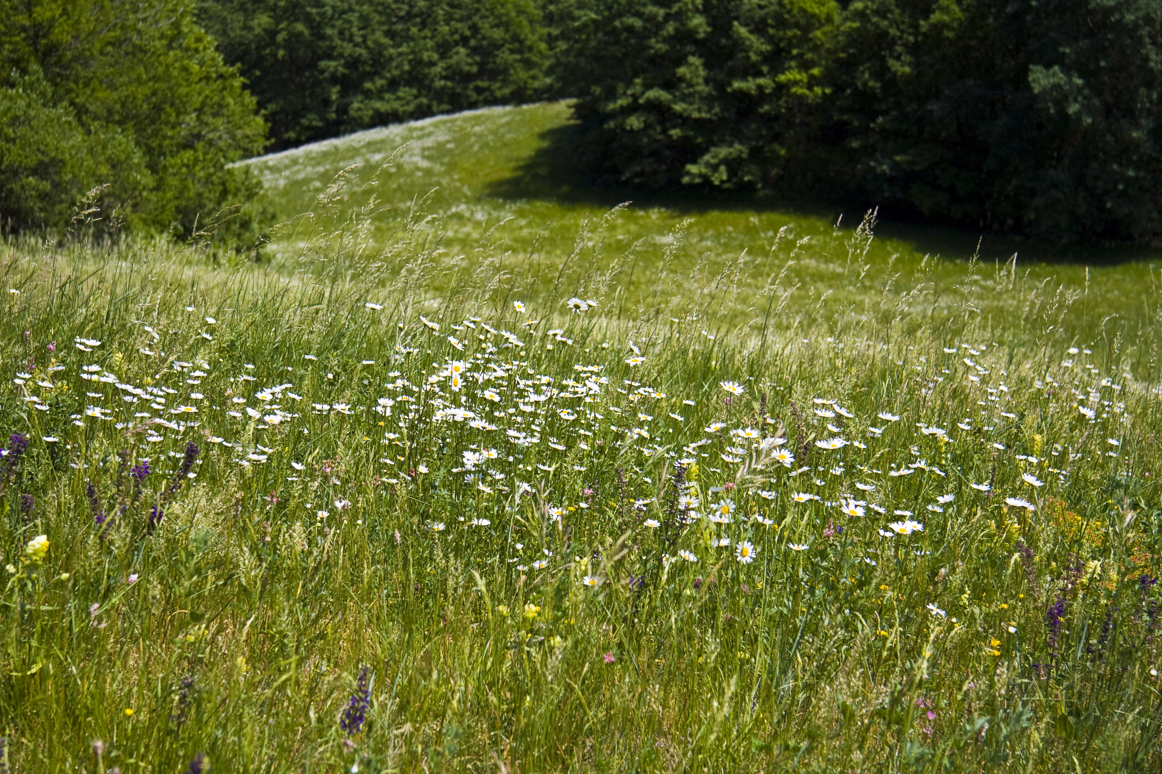 beautiful-green-field-with-lot-colorful-wildflowers